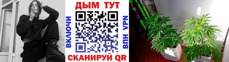 что такое   Борзя  мега   Марихуана THC 21% 